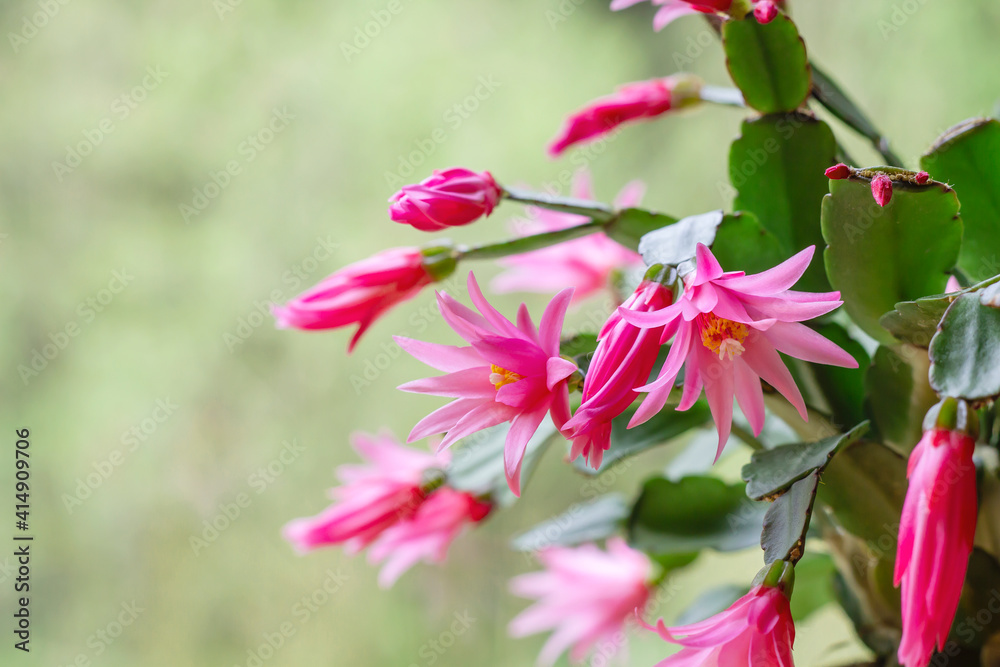 Easter cactus blooming flowers