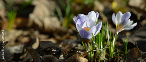 Groupe de fleurs de crocus violet isolé dans un parterre de jardin photo