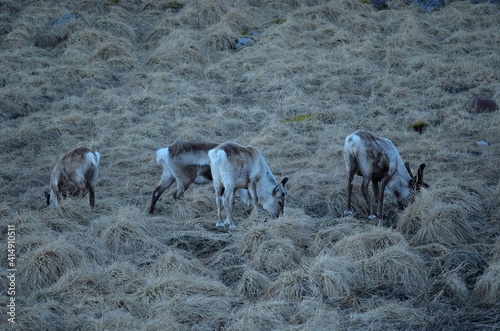 Fototapeta Naklejka Na Ścianę i Meble -  Reindeer feeding on the island of Senja