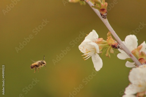 pszczoła murarka leci do kwiatów wiśni