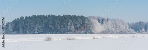 Cold morning. Landscape with frosted pine trees
