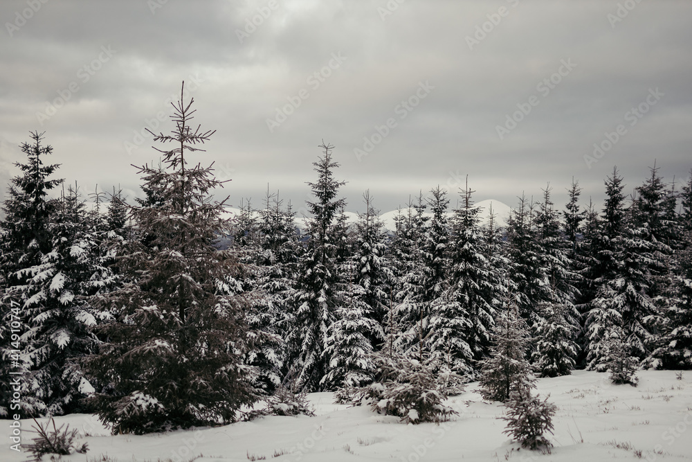 Obraz premium A tree covered in snow a mountain