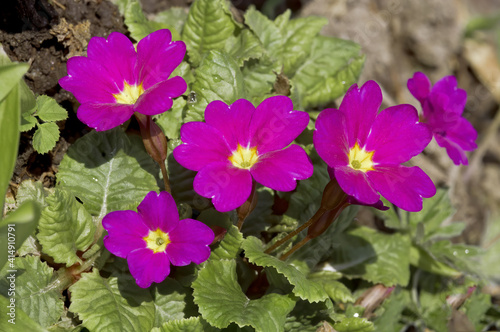 Common Primrose (Primula acaulis) in garden