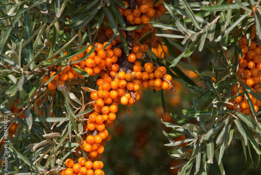 Облепиха крушиновидная (Hippophae rhamnoides) - Common Sea-buckthorn Облепиха крушиновидная (Hippophae rhamnoides) - Common Sea-buckthorn