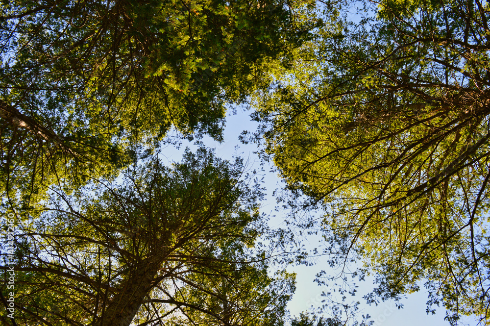 Obraz premium Low angle shot of tall trees with green foliage under the daylight sky