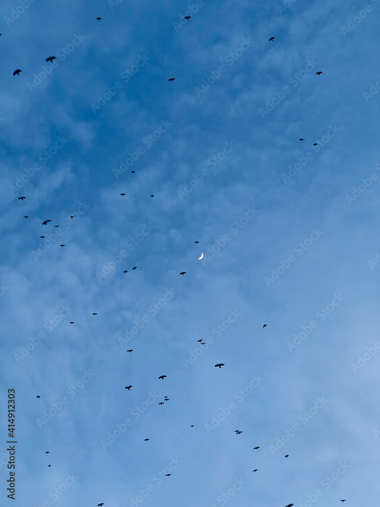 A lot of crows and other birds flying over the blue evening sky and the moon A lot of crows and other birds flying over the blue evening sky and the moon