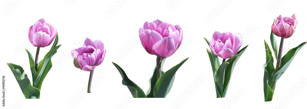 set of pink tulips isolated on white background - obrazy, fototapety, plakaty 