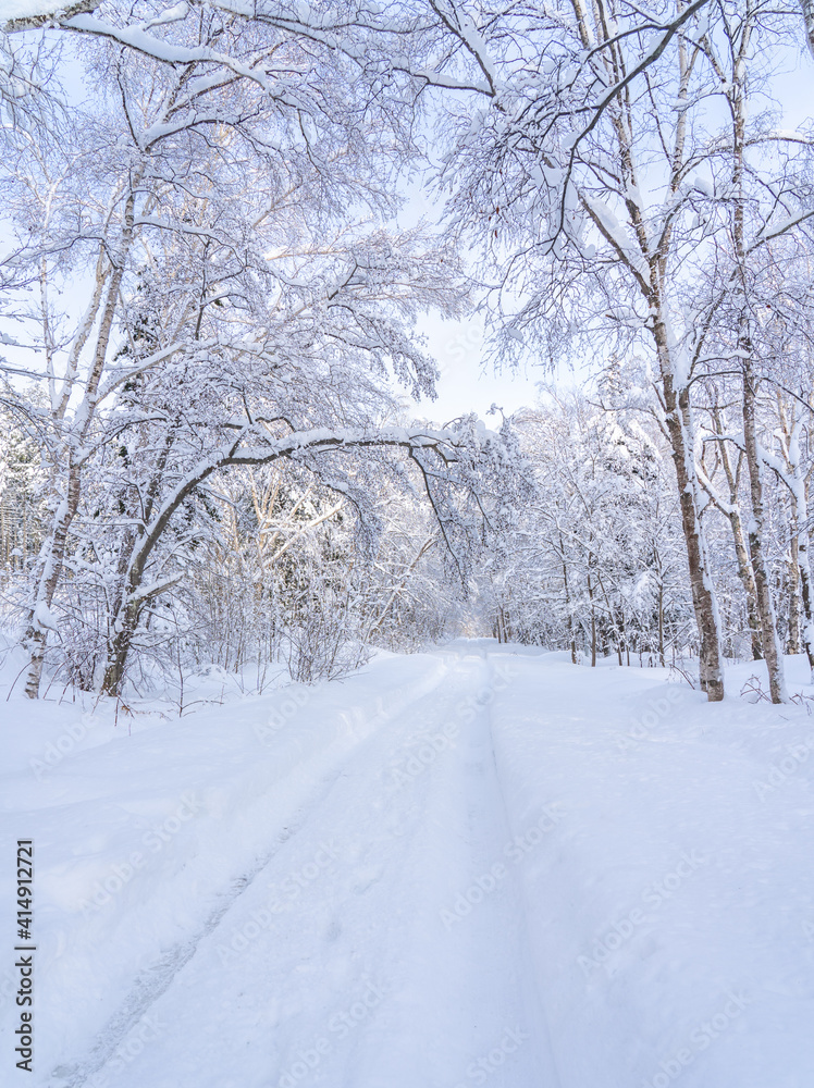 winter forest after a blizzard.Tree branches are snow covered and look very beautiful.Landscape with empty forest road and snow-covered trees after heavy snowfall.Winter nature background. winter forest after a blizzard.Tree branches are snow covered and look very beautiful.Landscape with empty forest road and snow-covered trees after heavy snowfall.Winter nature background.