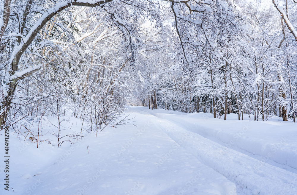 winter forest after a blizzard.Tree branches are snow covered and look very beautiful.Landscape with empty forest road and snow-covered trees after heavy snowfall.Winter nature background. winter forest after a blizzard.Tree branches are snow covered and look very beautiful.Landscape with empty forest road and snow-covered trees after heavy snowfall.Winter nature background.