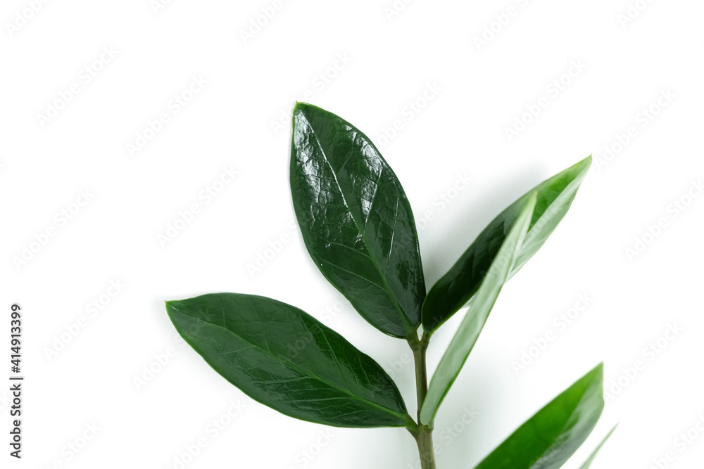 A sprig of zamiokulkas, isolated on a white background. The concept of minimalism. Copy space. A sprig of zamiokulkas, isolated on a white background. The concept of minimalism. Copy space.