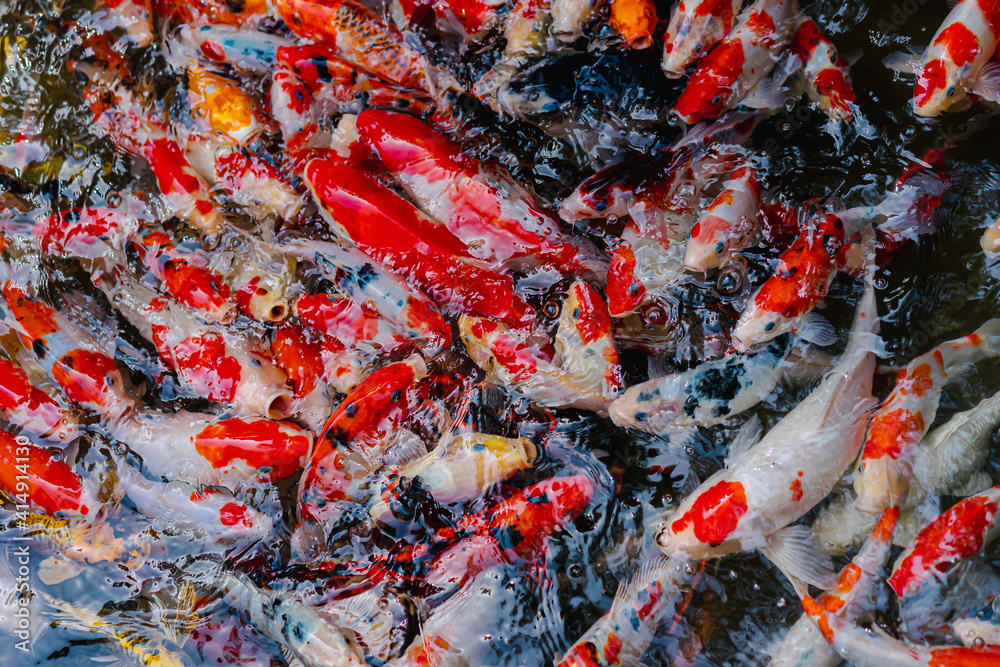 A bird's-eye view of many Koi fish in clear pond. They swim so close to the surface of the water, showing the colorful bodies. Feeling hungry and crowded. The idea for aquatic animal's background.