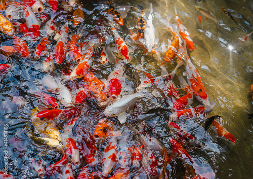 A bird s-eye view of many Koi fish in clear pond. They swim so close to the surface of the water  showing the colorful bodies. Feeling hungry and crowded. The idea for aquatic animal s background.