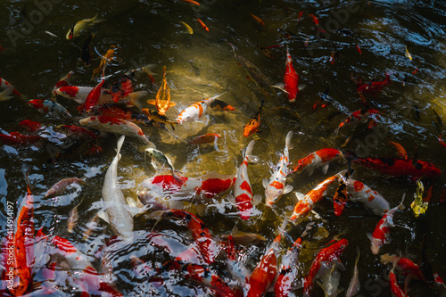 A bird's-eye view of many Koi fish in clear pond. They swim so close to the surface of the water, showing the colorful bodies. Feeling hungry and crowded. The idea for aquatic animal's background.