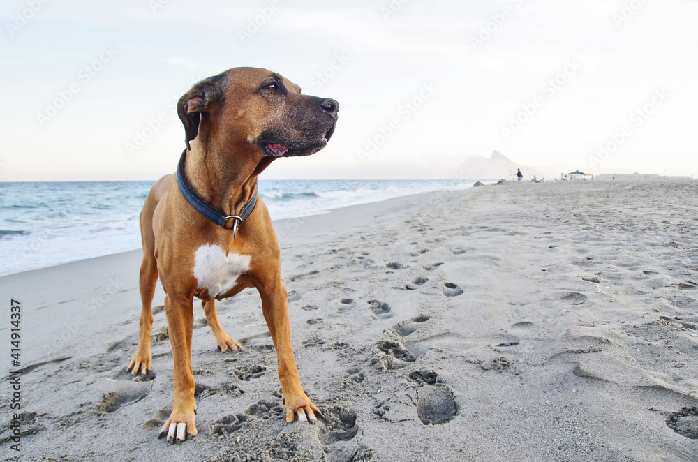Dog portrait. Brown dog on the sandy beach. Travel with pet concept.