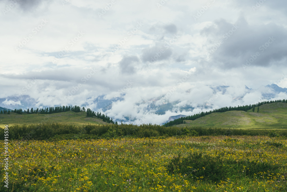 Scenic landscape with green hills covered grasses and flowers against green forest mountains in low clouds. Atmospheric scenery with lush vegetation of highlands and green mountains covered low clouds