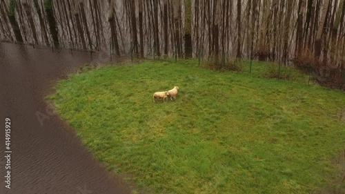 Two sheep trapped by the floods photo