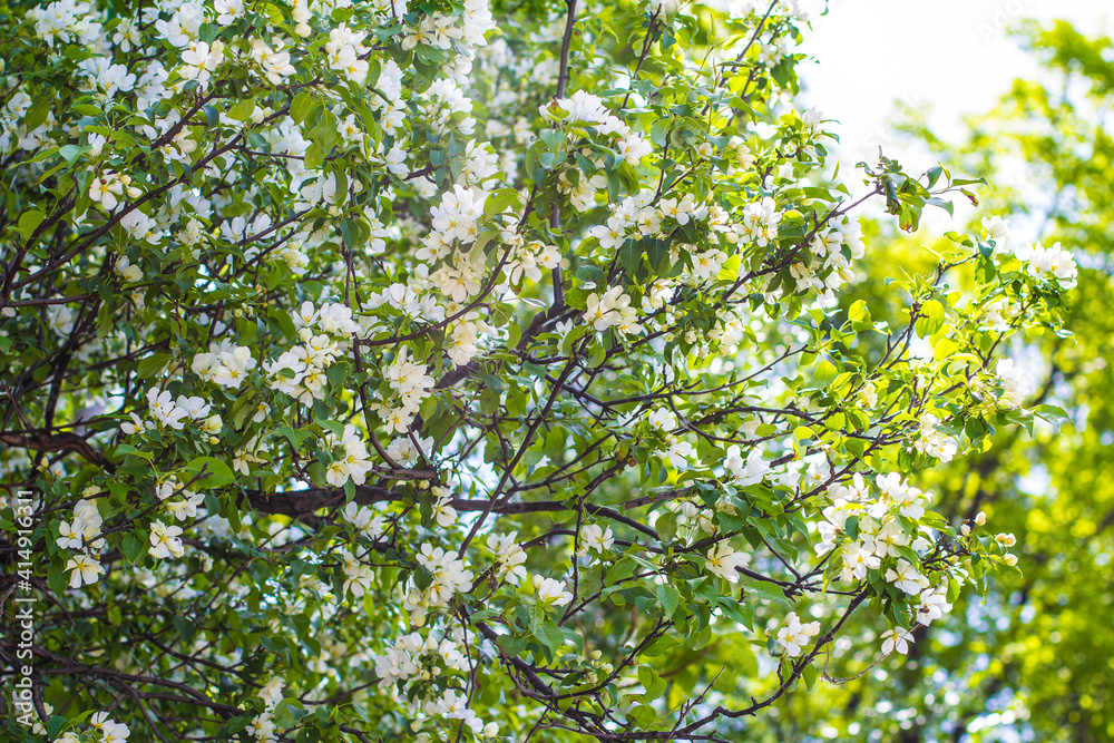 Blossoming apple tree on a sunny spring day. Front view. Blossoming apple tree on a sunny spring day. Front view.