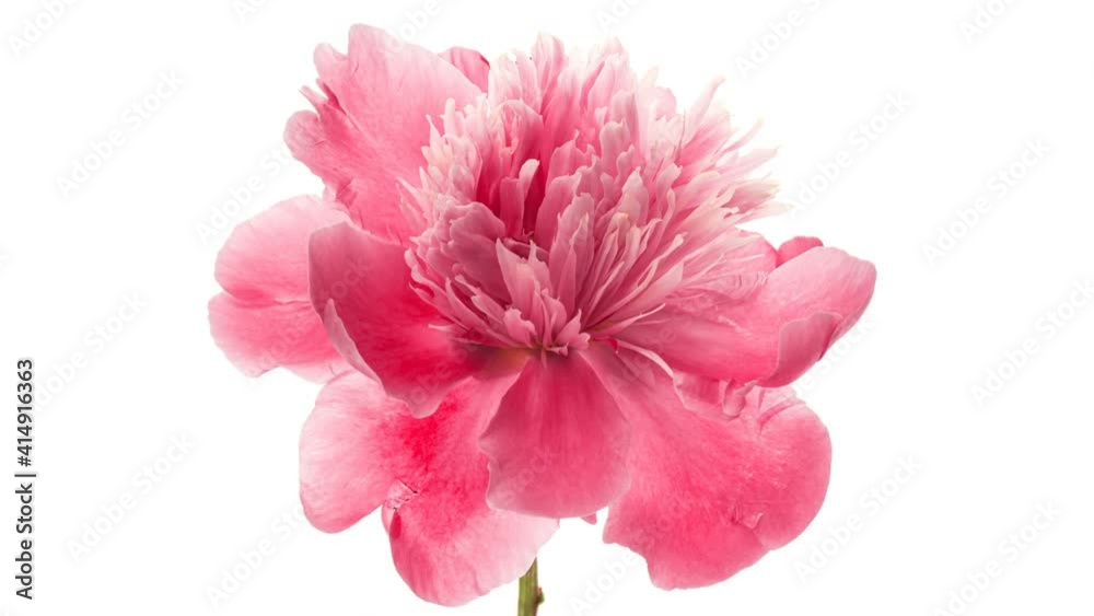 Timelapse of pink peony flower blooming on white background. Blooming peony flower open, close-up. Wedding backdrop, Valentine's Day concept. Mother's day, Holiday, Love, birthday background Timelapse of pink peony flower blooming on white background. Blooming peony flower open, close-up. Wedding backdrop, Valentine's Day concept. Mother's day, Holiday, Love, birthday background