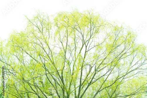 싱그러운 초록빛 나무
