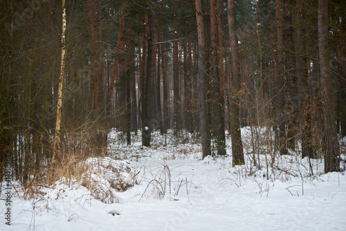 Fototapeta Naklejka Na Ścianę i Meble -  zimowe drzewa 