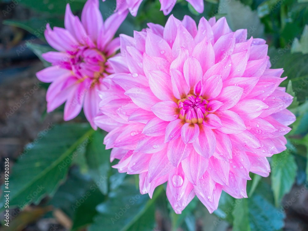 A Close-up of a pink Chrysanthemum flower is blooming in the garden. Nature background with copy space for text A Close-up of a pink Chrysanthemum flower is blooming in the garden. Nature background with copy space for text