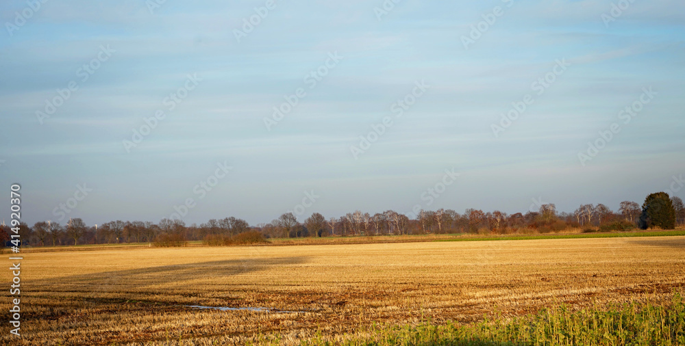 Landschaft im Winter, mit gelb leuchtenden abgeernteten Feldern und Bäumen im Hintergrund. Nordrhein Westfalen, Deutschland.