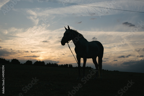 Silueta de caballo en el campo de Andalucía