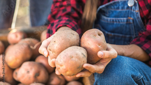 Huge potato in woman hands showing crop