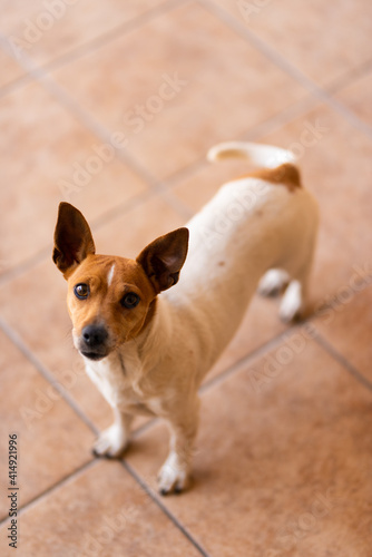Typical example of jack russel, it is a female.
Attentive and curious look