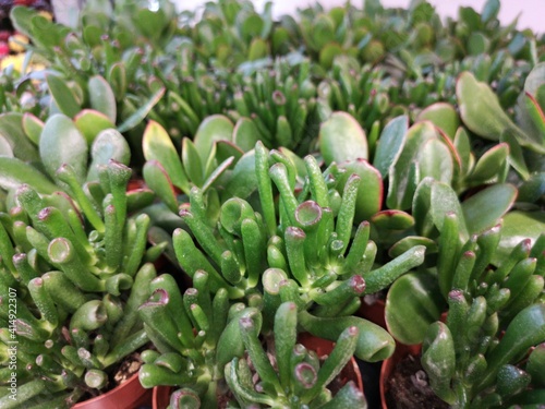 Beautiful crassula in small pots. Flowers indoors. Selective focus. Background