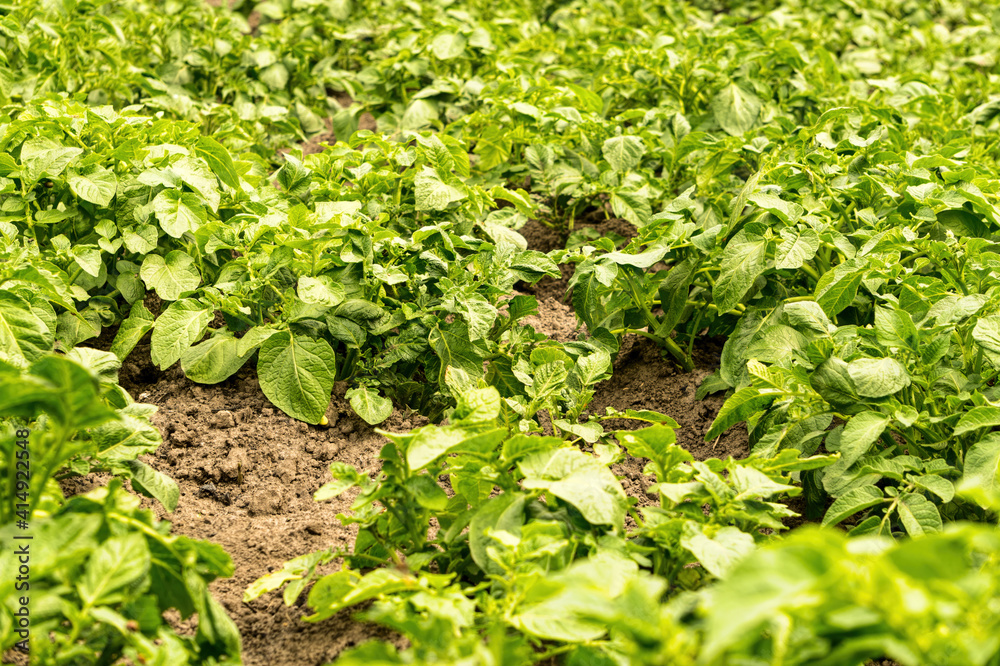 Summer agricultural field and ripening potato harvest Summer agricultural field and ripening potato harvest