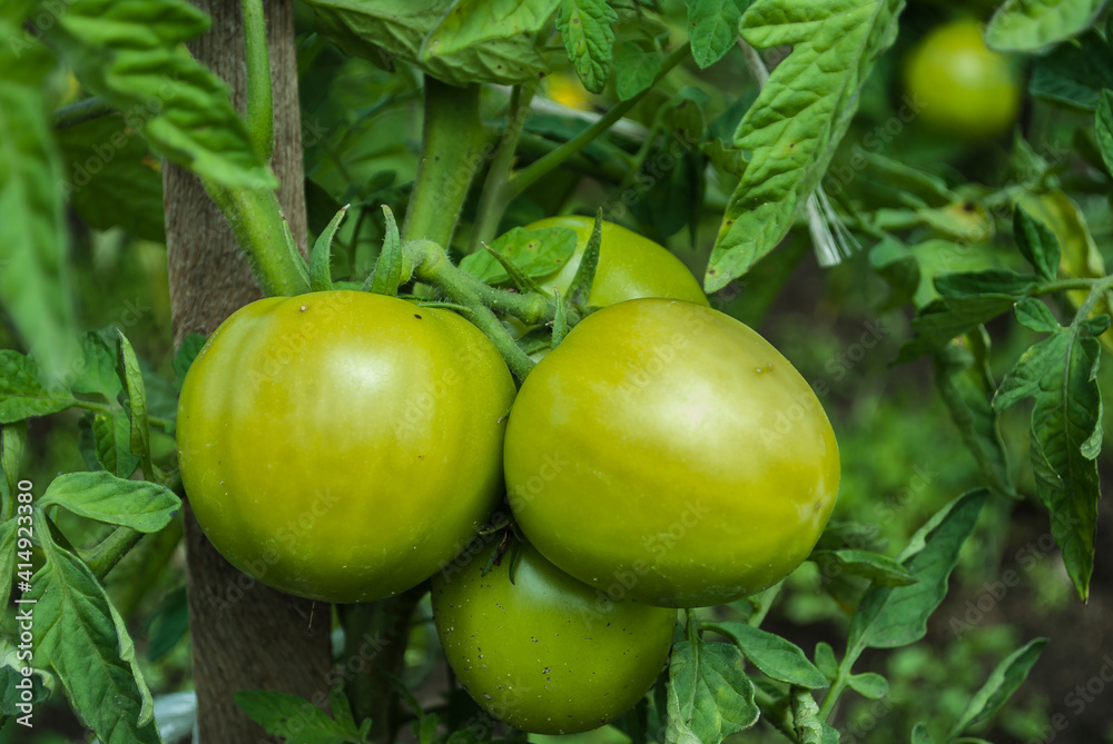 Closeup group of young green tomatoes growing in greenhouse. Green tomatoes plantation. Organic farming. Agriculture concept. Unripe tomatoes fruit on green stems