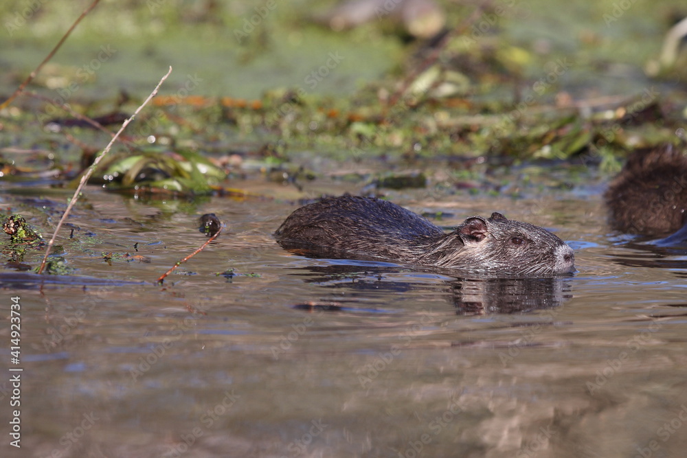 Nutria Nutria