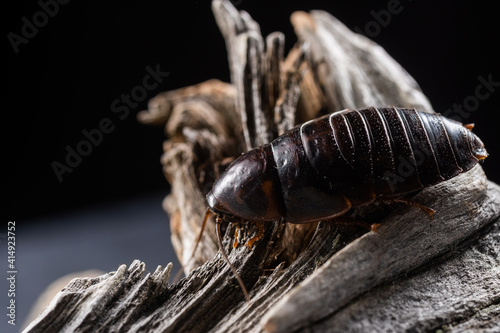 One kind of cockroaches is blattodea. It is kind of insects that contains cockroaches and termites.