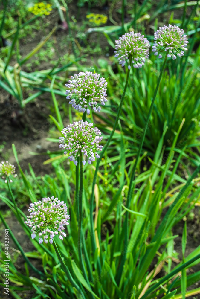 Organic vegetables. Fresh vegetable. making a salad. Raw Fresh Organic Green Vegetables