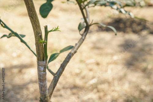 Approach grafting between lime and kaffir lime trees photo