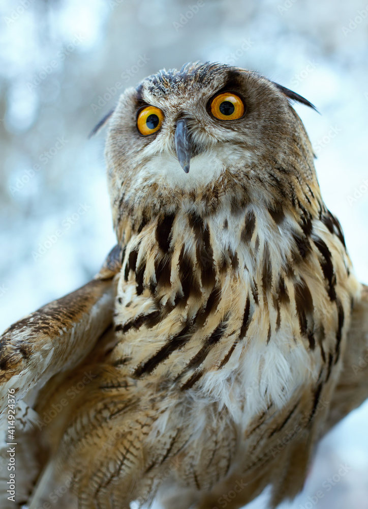 Wild owl looking at camera Wild owl looking at camera