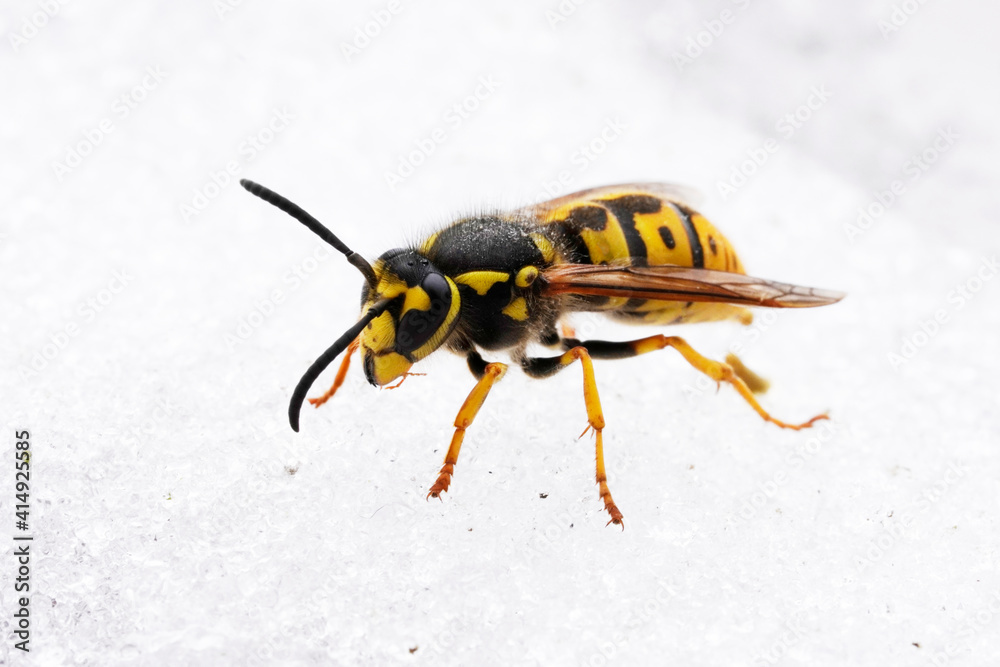 Obraz premium Wespe im Schnee. Makroaufnahme eines Insekts im Winter.