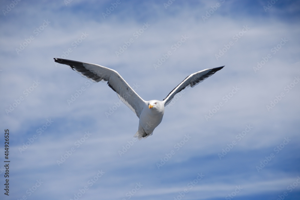 Close-up of a Seagull in flight with a cloudy sky in the background in the coastal area of Chile Close-up of a Seagull in flight with a cloudy sky in the background in the coastal area of Chile