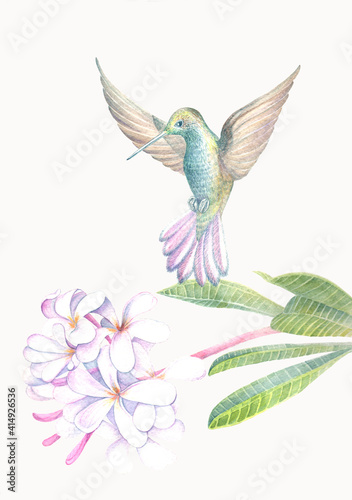 watercolour image of a hummingbird and white plumeria flowers © Olga
