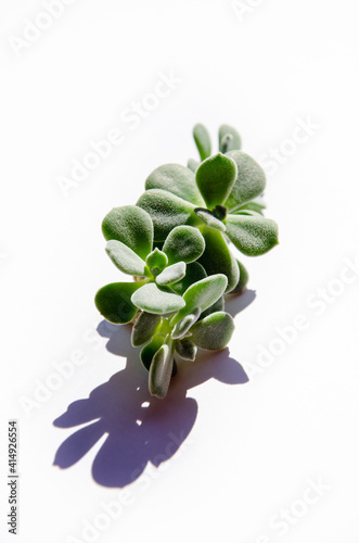 Succulent plant isolated on white background close up
