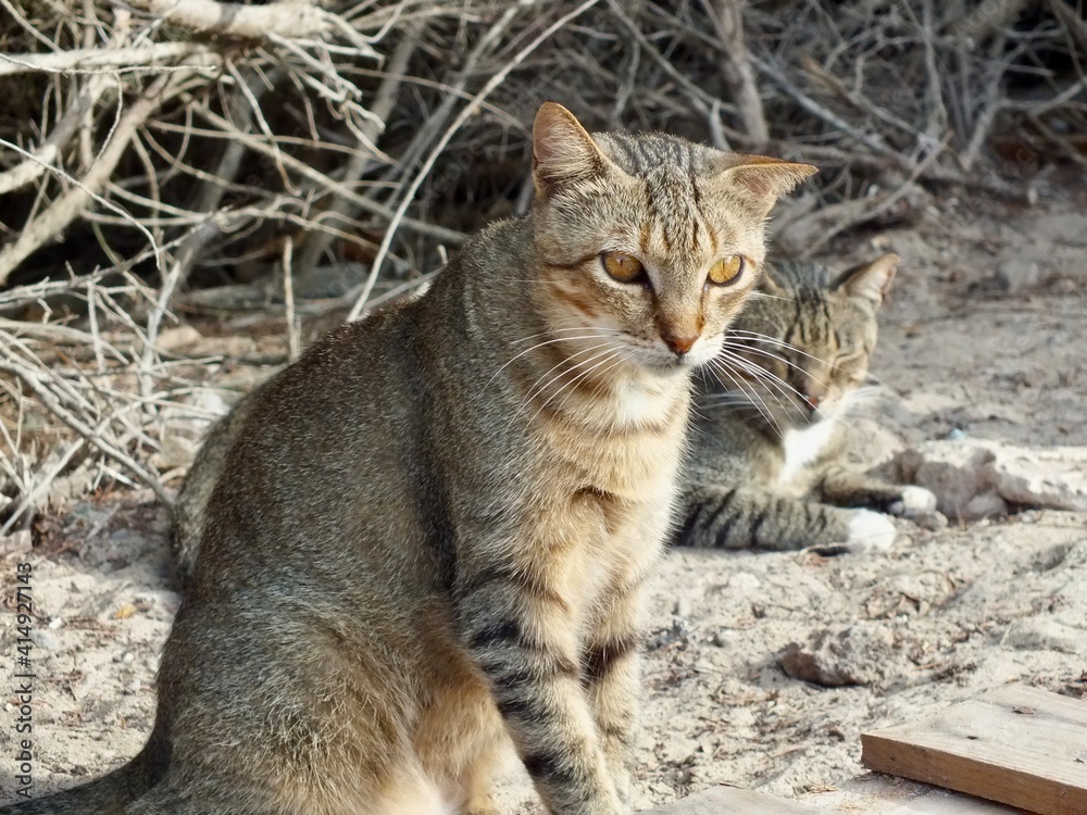 Obraz premium Cat sitting on the ground