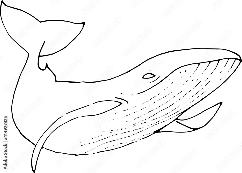 Fototapeta premium Illustration of a whale, shark, dolphin