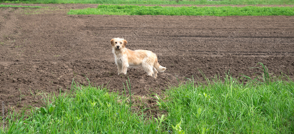 Mongrel dog on a plowed field. Mongrel dog on a plowed field.