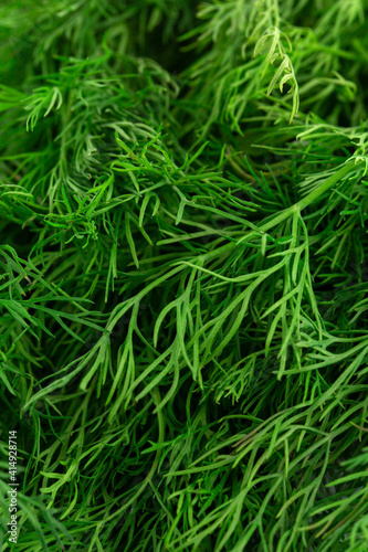 Fresh green fennel on white background