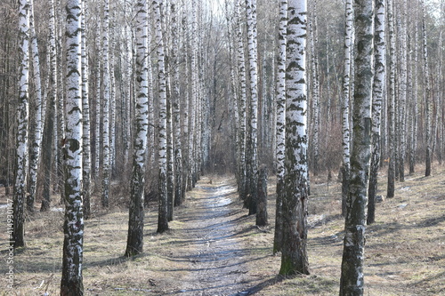 Fototapeta Naklejka Na Ścianę i Meble -  Young birches with black and white birch bark in spring in birch grove against background of other birches