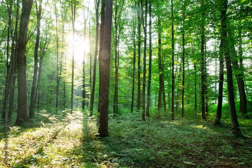 green Forest trees. nature green wood sunlight backgrounds © Pakhnyushchyy