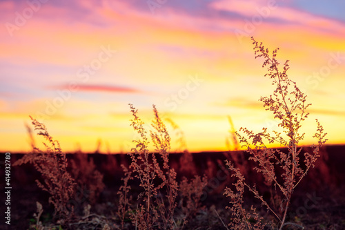 View of uncultivated plants in twilight