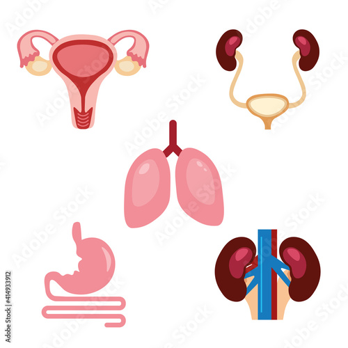 Human organs. Set of organs. Vector illustration