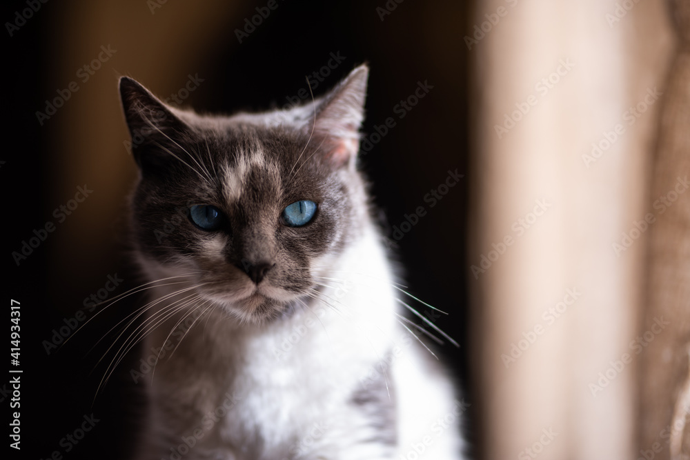 A beautiful domestic kitten, with a look that sinks into the soul
A beautiful domestic kitten, with a look that sinks into the soul